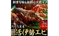 【 先行予約 2026年度発送】 特選活伊勢エビ 3尾 （500～550g） 伊勢エビ 伊勢 海老 生きたまま発送 活 生  伊勢海老 九十九里 九十九里浜 九十九里産 千葉 エビ 特選 刺身 生食用 海鮮 海産物 魚介 新鮮 高級 人気 国産 天然 直送  お祝い ギフト おすすめ 送料無料 冷蔵 千葉県 旭市 不動丸 fdm036