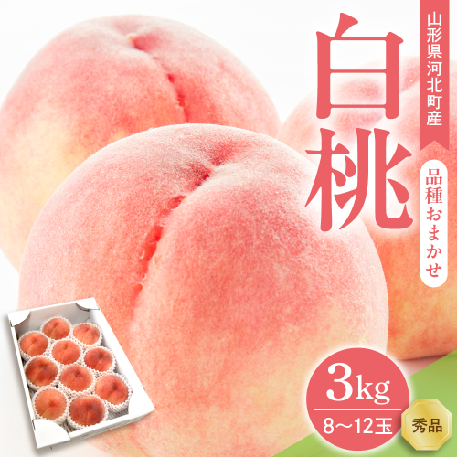 【令和8年産】白桃 品種おまかせ 3kg (8～12玉前後) ギフト箱入 秀品 山形県産 【山形eLab】 ka074-008-r8 2471048 - 山形県河北町