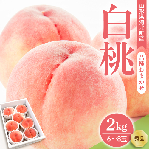 【令和8年産】白桃 品種おまかせ 2kg (6～8玉前後) ギフト箱入 秀品 山形県河北町産 【山形eLab】 ka074-026-r8 2471096 - 山形県河北町