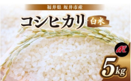 【先行予約】【令和8年産・新米】 坂井市産 コシヒカリ 白米 5kg (アグリ川崎) 【2026年10月以降順次発送予定】 【米 こめ お米 精米 ブランド米 こしひかり 国産】 [A-20509]