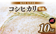 【先行予約】【令和8年産・新米】 坂井市産 コシヒカリ 白米 10kg (5kg×2袋) (アグリ川崎) 【2026年10月以降順次発送予定】 【米 こめ お米 精米 ブランド米 こしひかり 国産】 [A-20510]