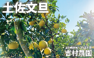 【家庭用】土佐文旦 大玉(3L~4L) 約5kg 吉村農園