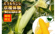 【期間限定】とうもろこし収穫体験（1グループ分）