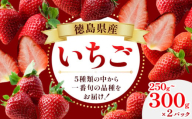 いちご 250g ～ 300g × 2パック 《1月上旬‐4月末頃出荷》ヴェリタス株式会社 徳島県 美馬市 いちご 青果物 くだもの 果物 苺 イチゴ やよいひめ さちのか おいCベリー はるひ すず st-p