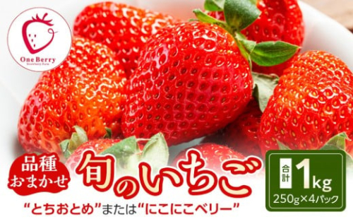 【ふるさと納税】OneBerry いちご農園 品種おまかせ 旬のいちご 250ｇ× 4パック【2026年1月5日以降順次発送】 ｜ いちご イチゴ 苺 宮城県 限定 産地直送 産直 農家直送 角田市 2475310 - 宮城県角田市