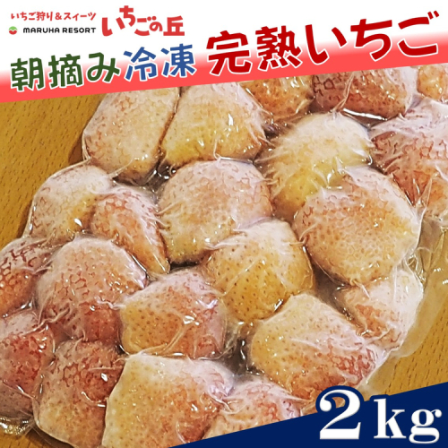 まるは食堂 マルハリゾート いちごの丘 『訳あり』完熟 冷凍いちご 2kg 1kg×2袋 ｜ 訳あり いちご イチゴ 冷凍 2kg 国産 完熟 スムージー ジャム ヨーグルト シャーベット デザート アイス おやつ 果物 フルーツ 愛知県 美浜町 ※北海道・沖縄・離島への配送不可 2475499 - 愛知県美浜町