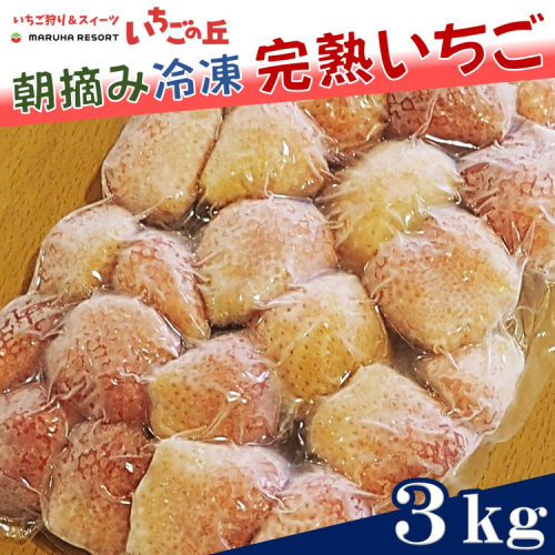 まるは食堂 マルハリゾート いちごの丘 『訳あり』完熟 冷凍いちご 3kg 1kg×3袋 ｜ 訳あり いちご イチゴ 冷凍 3kg 国産 完熟 スムージー ジャム ヨーグルト シャーベット デザート アイス おやつ 果物 フルーツ 愛知県 美浜町 ※北海道・沖縄・離島への配送不可 2475500 - 愛知県美浜町