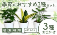 【観葉植物】店主におまかせ！季節おすすめ３種セット4号鉢×3(Green Base)