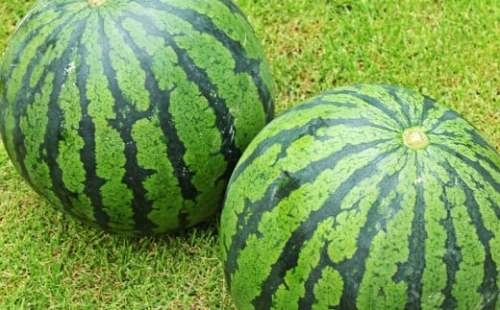 大玉すいか 2玉 L以上 約10kg 【2026年5月上旬～6月下旬発送予定】スイカ 西瓜 すいか 果物 フルーツ くだもの 2478066 - 熊本県益城町