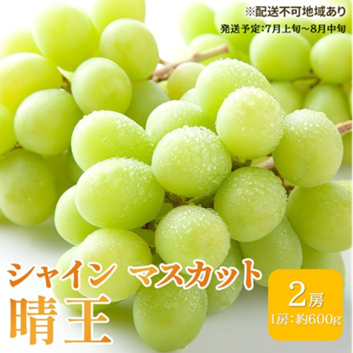 ぶどう 2026年 先行予約 シャイン マスカット 晴王 約600g×2房 ブドウ 葡萄  岡山県産 国産 フルーツ 果物 ギフト シャインマスカット 美しい 大粒 種なし 弾力 高糖度 甘い 2479283 - 岡山県高梁市