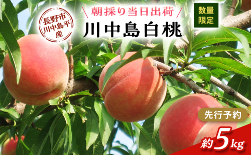 【先行予約】【数量限定】【朝採り当日出荷】信州・長野市川中島平産 もも「川中島白桃」約5kg（10～16玉） 2026年8月20日前後より順次発送 2479304 - 長野県長野市