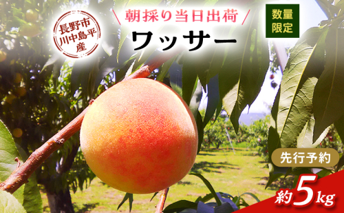 【先行予約】【数量限定】【朝採り当日出荷】信州・長野市川中島平産 桃「ワッサー」 約5kg（14～20個） 2026年8月10日前後より順次発送  （固い桃の仲間） 2479306 - 長野県長野市