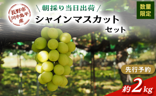 【先行予約】【数量限定】【朝採り当日出荷】信州・長野市川中島平産 ぶどう「シャインマスカット」セット 約2kg（4～5房） 2026年9月下旬より順次発送 2479308 - 長野県長野市