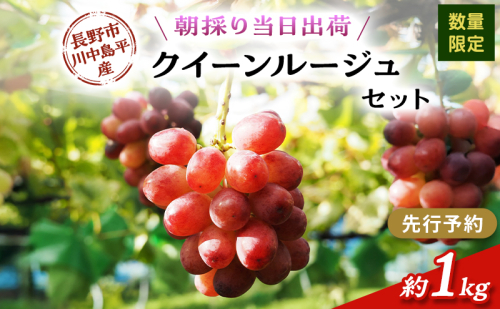 【先行予約】【数量限定】【朝採り当日出荷】信州・長野市川中島平産 ぶどう「クイーンルージュ」セット 約1kg（2房） 2026年9月下旬より順次発送 2479309 - 長野県長野市