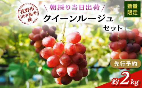 【先行予約】【数量限定】【朝採り当日出荷】信州・長野市川中島平産 ぶどう「クイーンルージュ」セット 約2kg（4～5房） 2026年9月下旬より順次発送 2479310 - 長野県長野市
