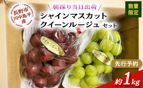 【先行予約】【数量限定】【朝採り当日出荷】信州・長野市川中島平産 ぶどう「シャインマスカット、クイーンルージュ」セット 約1kg（2房） 2026年9月下旬より順次発送 2479311 - 長野県長野市