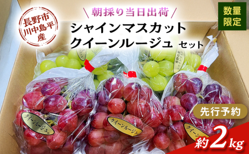 【先行予約】【数量限定】【朝採り当日出荷】信州・長野市川中島平産 ぶどう「シャインマスカット、クイーンルージュ」セット 約2kg（4～5房） 2026年9月下旬より順次発送 2479312 - 長野県長野市