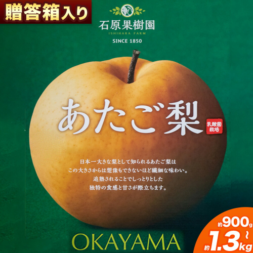梨 あたご梨 1玉 選べる 約900g 約1.1kg 約1.2kg 約1.3kg 贈答箱入り 石原果樹園《2026年11月中旬-12月下旬頃出荷》岡山県 浅口市 フルーツ 果物 ギフト 贈り物 国産 岡山県産 送料無料 2479345 - 岡山県浅口市
