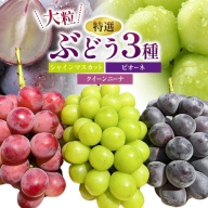 特選 大粒 ぶどう 3種 セット 約2kg (3房) シャインマスカット ピオーネ クイーンニーナ 株式会社日本植生グループ本社 NISSHOKU FARM《9月下旬-12月末頃出荷》ブドウ 送料無料 岡山県 浅口市 【配送不可地域あり】 (離島)