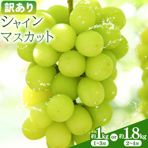 訳あり シャインマスカット 選べる 約1kg(1～3房) 約1.8kg(2～4房) 株式会社日本植生グループ本社 NISSHOKU FARM《9月下旬-12月末頃出荷》葡萄 ブドウ ぶどう 浅口市 【配送不可地域あり】 (離島) 2479446 - 岡山県浅口市