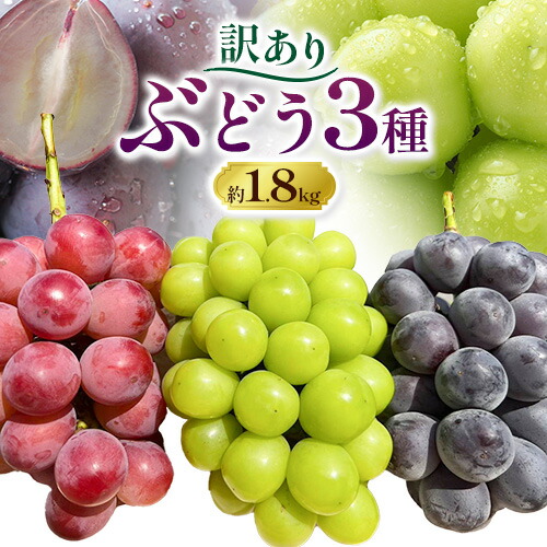 訳あり ぶどう 3種 セット 約1.8kg ( 3～4房 ) シャインマスカット ピオーネ クイーンニーナ オーロラブラック 株式会社日本植生グループ本社 NISSHOKU FARM《9月下旬-12月末頃出荷》ブドウ 浅口市 【配送不可地域あり】 (離島) 2479447 - 岡山県浅口市