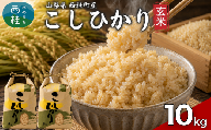 コシヒカリ【玄米】 5キロ 2袋 / 国産 こしひかり  10キロ 令和7年産 米 お米 保存袋 生活必需品 ギフト 贈り物 お歳暮 ふるさと納税 送料無料【n0668-10_gou】