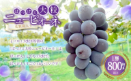 ぼっけえ大粒 ニューピオーネ 1房（800g以上） 化粧箱入り 【2026年9月上旬～10月上旬迄発送予定】 ぶどう ブドウ 葡萄 ピオーネ 果物 くだもの フルーツ 冷蔵 国産