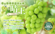 シャインマスカット 晴王 2房（1房480g以上） 計960g以上 化粧箱入り 【2026年8月下旬～11月上旬迄発送予定】 ぶどう ブドウ 葡萄 マスカット 種なし 果物 くだもの フルーツ 冷蔵 国産