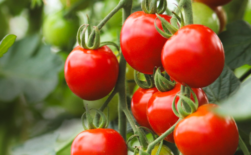 富良野産 ミニトマト (赤) 約3kg (阿部農園) トマト ミニトマト 野菜 新鮮 農家直送 北海道 富良野市 2483095 - 北海道富良野市