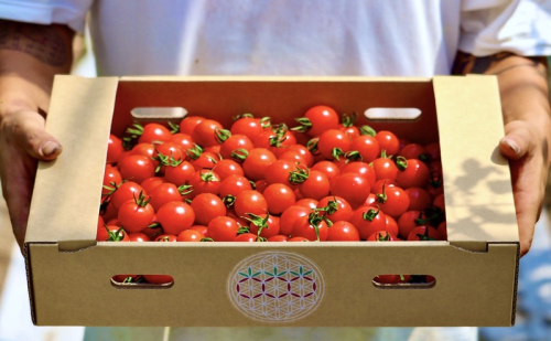 【2026年夏発送】富良野産 ミニトマト (赤) 約3kg (阿部農園) トマト ミニトマト 野菜 新鮮 農家直送 北海道 富良野市 2483095 - 北海道富良野市