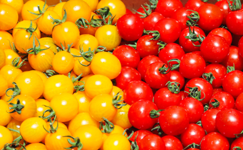 富良野産 ミニトマト (赤・黄) 詰め合わせ 約3kg (阿部農園) トマト ミニトマト 野菜 新鮮 農家直送 北海道 富良野市 2483096 - 北海道富良野市