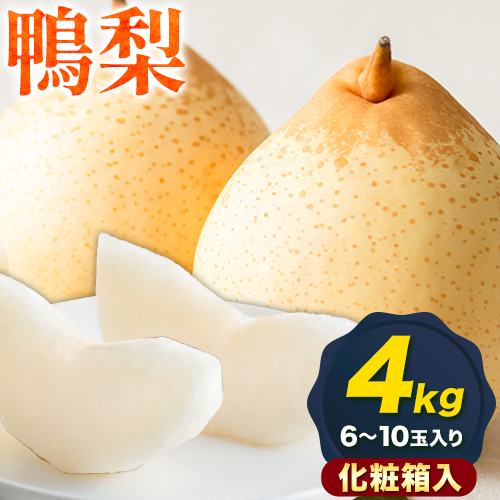 【先行予約】梨 なし 鴨梨 ヤーリー 梨 化粧箱入 4kg（6～10玉入り） 石原果樹園 《2026年11月中旬-12月下旬頃より発送予定》岡山県 浅口市 果物 フルーツ お取り寄せ お取り寄せフルーツ 送料無料 2483159 - 岡山県浅口市