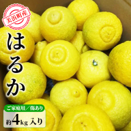 美浜町産はるか　ご家庭用　傷あり　約4kg入り ※2026年1月中旬～3月上旬頃に順次発送予定