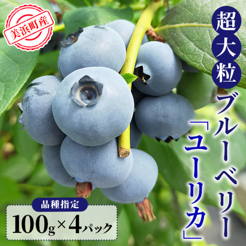 美浜町産　超大粒ブルーベリー『ユーリカ』品種指定 100g×4パック　※2026年5月中旬～5月下旬頃に順次発送予定 2483590 - 愛知県美浜町