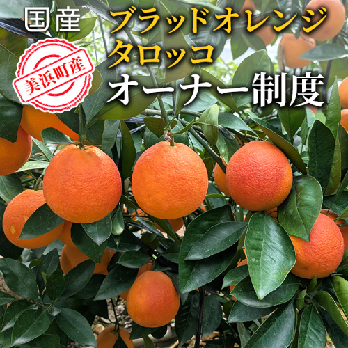 美浜町産ブラッドオレンジタロッコ　オーナー制度 2483593 - 愛知県美浜町