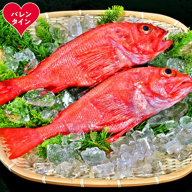 22-147 【バレンタインデー】キンキ(600g前後2尾)