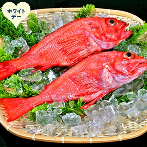 22-150 【ホワイトデー】キンキ(600g前後2尾) 2485909 - 北海道紋別市