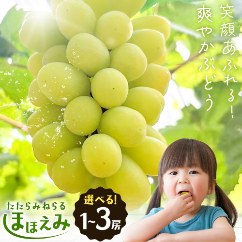 【先行予約】たたらみねらる ほほえみ 選べる 1房(約650g) 2-3房(約1.3kg) Ｙ＆Ｇ．ディストリビューター株式会社《2026年8月中旬-10月上旬頃出荷》岡山県 笠岡市 果物 フルーツ ブドウ お取り寄せフルーツ シャインマスカット の交配品種 2488282 - 岡山県笠岡市