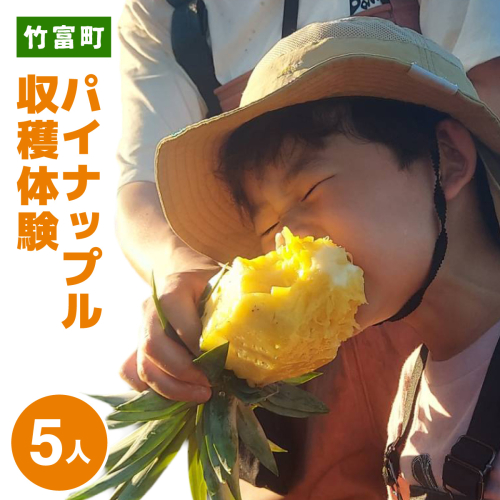 パイナップル収穫体験【5名】爽やかな朝日を浴びた中での開催♪（4月25日～6月15日開催） 2489287 - 沖縄県竹富町