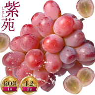 【先行予約】ぶどう紫苑 選べる 約 600g 1房 または 約 1.2kg 2房 【配送不可地域あり】（北海道・沖縄・離島） 株式会社藍《2026年11月上旬-12月上旬頃出荷》 岡山県 浅口市 岡山県産 ぶどう フルーツ 果物 くだもの しえん 赤ぶどう 送料無料