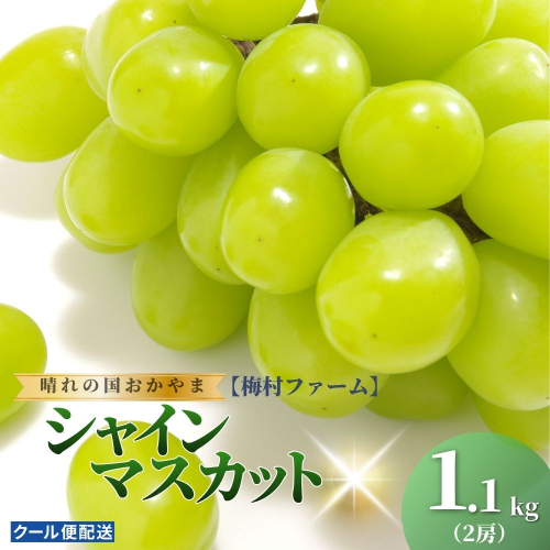 【2026年発送 先行予約】【梅村ファーム】朝摘み直送 シャインマスカット（2房入り 1.1kg以上）【030-a016】 2489464 - 岡山県鏡野町
