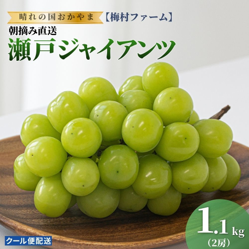 【2026年発送分 先行予約】【梅村ファーム】朝摘み直送 瀬戸ジャイアンツ（2房入り 1.1kg以上）【030-a018】 2489466 - 岡山県鏡野町