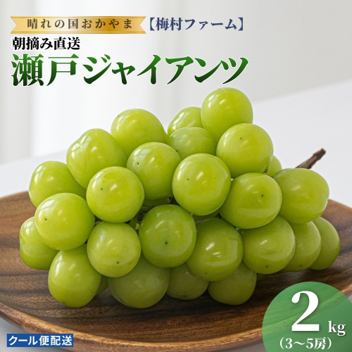 【2026年発送 先行予約】【梅村ファーム】朝摘み直送 瀬戸ジャイアンツ（3～5房入り 約2.0kg）【030-a019】 2489467 - 岡山県鏡野町