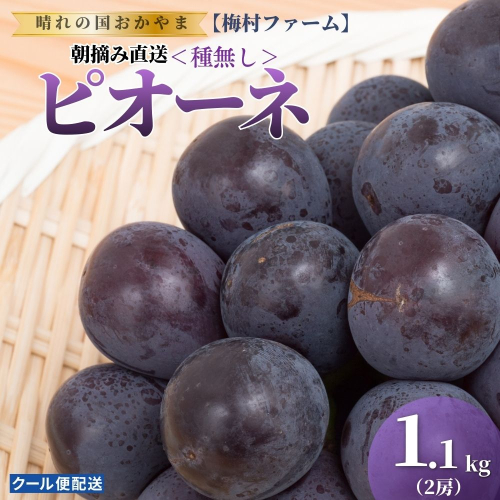 【2026年発送分 先行予約】【梅村ファーム】朝摘み直送 ピオーネ（2房入り 1.1kg以上）【030-a020】 2489468 - 岡山県鏡野町