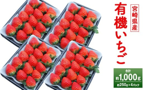 ＜宮崎県産 有機いちご 約1kg（約250g×4パック）＞2026年1月下旬～3月上旬迄に順次出荷 フルーツ 果物 くだもの いちご イチゴ 苺 冷蔵 有機栽培 さがほのか あまおとめ 2492314 - 宮崎県高鍋町