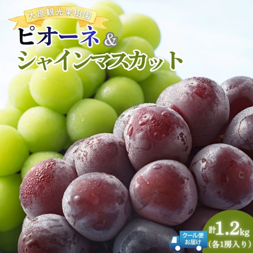【2026年先行予約】［大原観光果樹園］ピオーネ1房とシャインマスカット1房（計2房 約1.2kg）【026-a017】 2492598 - 岡山県鏡野町
