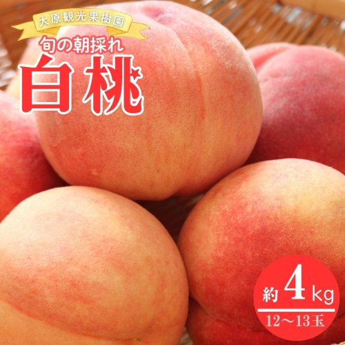 【2026年先行予約】［大原観光果樹園］岡山県産 旬の朝採れ 白桃 1箱（約4kg 12?13玉）桃 もも モモ はくとう フルーツ 果物 ピーチ 完熟 朝採れ 朝採り 新鮮 旬 食べごろ 食べ頃 岡山産 産地直送 産直 特産 特産品 送料無料  岡山県 鏡野町【026-a021】 2492602 - 岡山県鏡野町