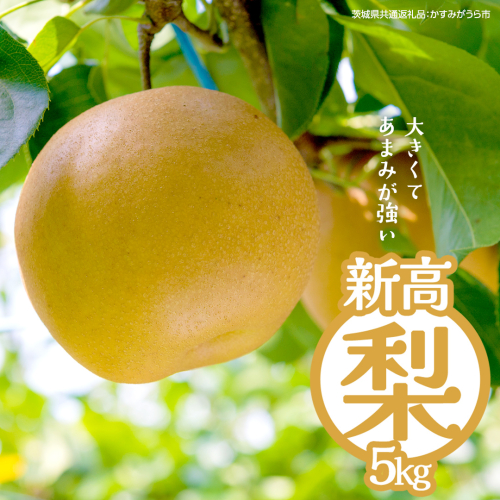 新高 約5kg（茨城県共通返礼品：かすみがうら市） 【2026年9月中旬発送開始】 梨 数量限定 なし ナシ フルーツ 果物 旬 産地直送 [FF005sa]	 2492618 - 茨城県桜川市