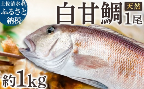 天然 白甘鯛 1尾（約1kg）※下処理なし・指定日不可※ 希少 高級魚 白アマダイ タイ 鯛 甘鯛 あまだい 刺身 お刺身 刺し身 丸ごと 1本 １尾 お造り 冷蔵 高知【R01546】