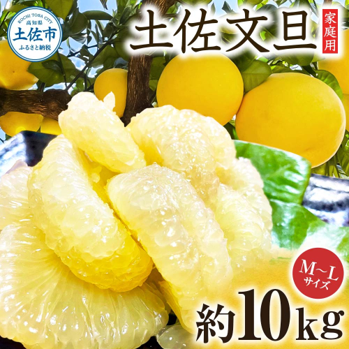 文旦 約10kg M～Lサイズ 24～30玉 ぶんたん ブンタン フルーツ 柑橘 みかん 果物 くだもの 柑橘類 デザート 家庭用 プレゼント ギフト お取り寄せ 国産 常温 配送 2493512 - 高知県土佐市